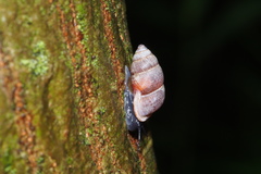 Pupinella rufa