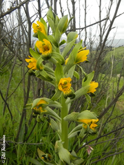 Chloraea disoides