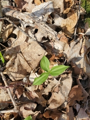 Trillium grandiflorum