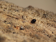 Ceratozetoidea