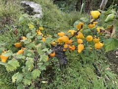 Solanum mammosum