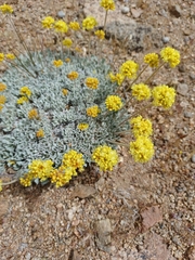 Eriogonum caespitosum