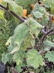 Solanum mammosum