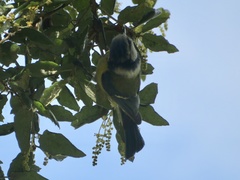 Cyanistes caeruleus
