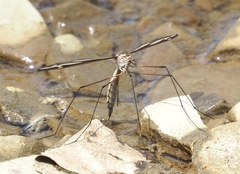 Tipula noveboracensis