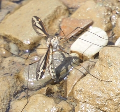 Tipula noveboracensis