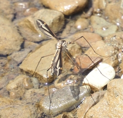 Tipula noveboracensis