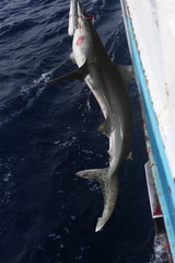Carcharhinus longimanus