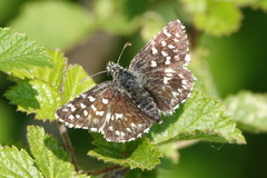 Pyrgus malvoides