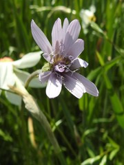 Scorzonera purpurea