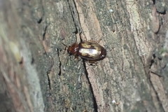 Philophlaeus luculentus
