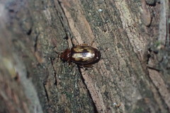 Philophlaeus luculentus