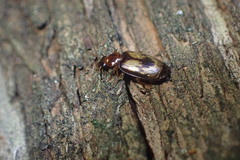 Philophlaeus luculentus