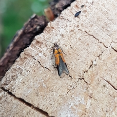 Schiffermuelleria schaefferella