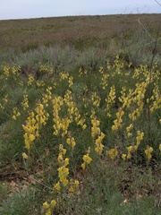 Linaria macroura