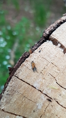 Schiffermuelleria schaefferella