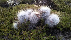 Mammillaria dixanthocentron