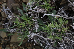 Osteospermum sinuatum
