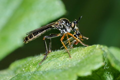 Dioctria rufipes