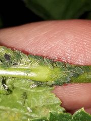 Aphis grossulariae