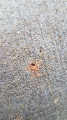 Taphrorychus bicolor