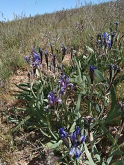 Iris scariosa
