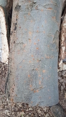 Taphrorychus bicolor