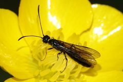 Calameuta variabilis