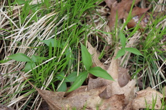 Trillium grandiflorum