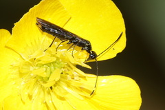 Calameuta variabilis