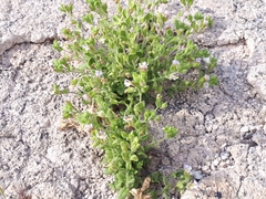 Chaenorhinum