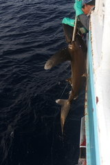 Carcharhinus longimanus