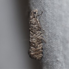 Retinia gemistrigulana