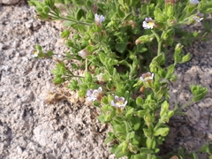 Chaenorhinum
