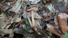 Gymnopus ocior
