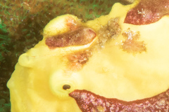 Antennarius maculatus