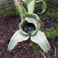 Chloraea grandiflora