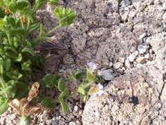 Chaenorhinum