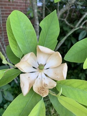 Magnolia virginiana