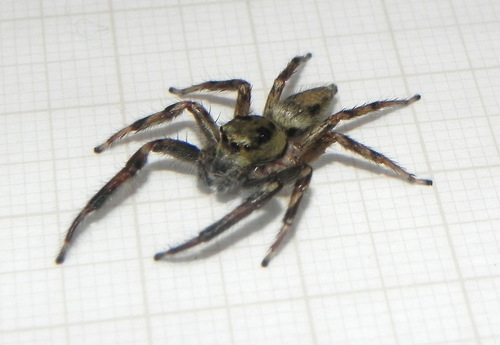 Phiale longibarba