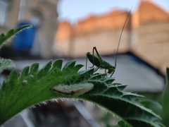 Syrphidae