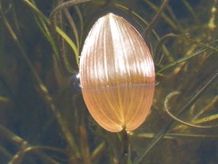 Potamogeton natans