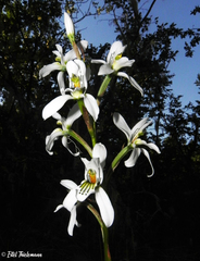 Chloraea longipetala