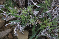Osteospermum sinuatum