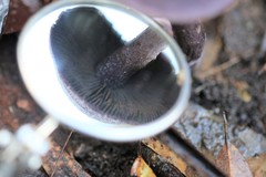 Cortinarius kioloensis