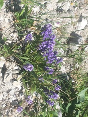 Polygala alpestris