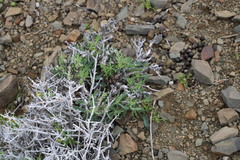 Osteospermum sinuatum