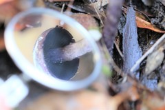 Cortinarius kioloensis