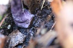 Cortinarius kioloensis