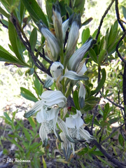 Chloraea multiflora